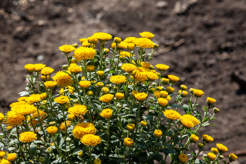 Obraz na płótnie A bush of yellow chrysanthemums is growing. Concept for landscape design, growing flowers or hobby gardener w salonie