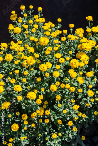 Obraz na płótnie A bush of yellow chrysanthemums is growing. Concept for landscape design, growing flowers or hobby gardener. w salonie