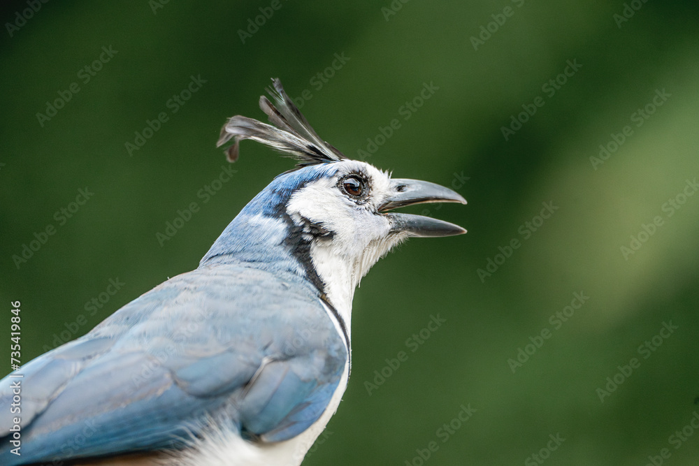 White-throated magpie-jay bird animal weird nature White-throated magpie-jay bird animal weird nature