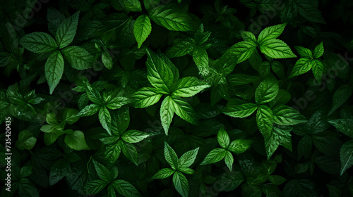Green leaves background.Green leaves with copy space.They are color tone dark in the morning. Free Photo   Abstract green leaf texture nature background tropical leaf  