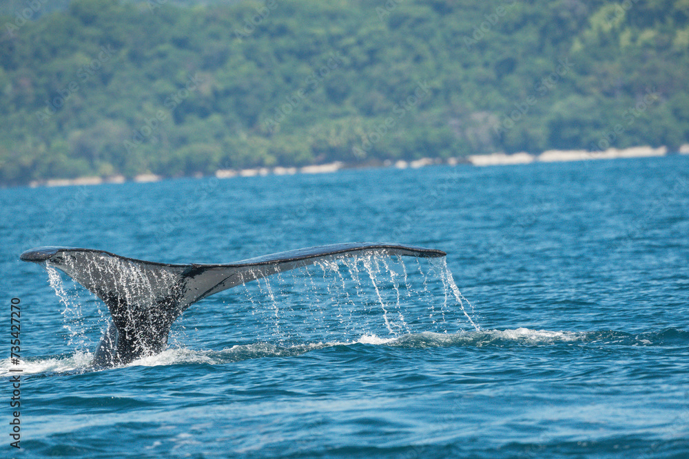 beautiful wale in Costa Rica tale water ocean beautiful wale in Costa Rica tale water ocean