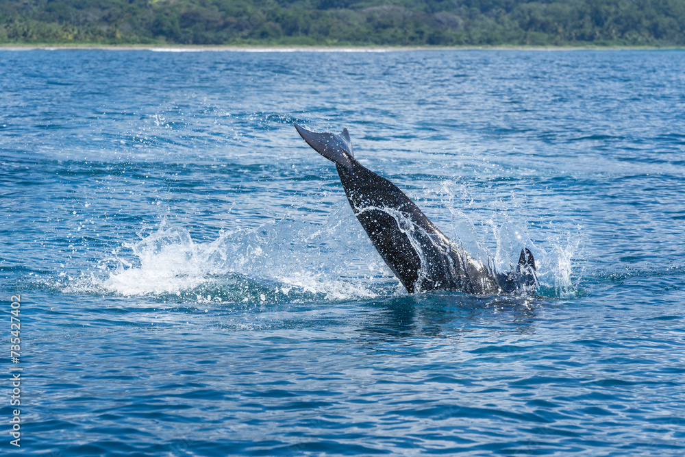 Obraz premium False orca dolphins jumping out of the sea ocean