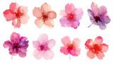 Watercolor pink cherry blossom flowers set on a transparent background. Clipart PNG.