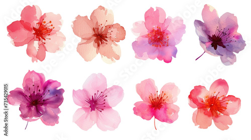 Watercolor pink cherry blossom flowers set on a transparent background. Clipart PNG.