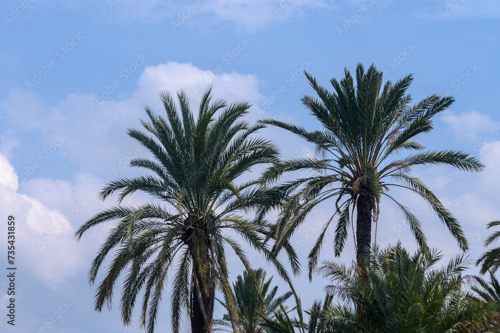 date grove in winter in Cyprus 5