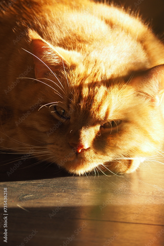 Wielki rudy kot pod słonecznym światłem - obrazy, fototapety, plakaty 