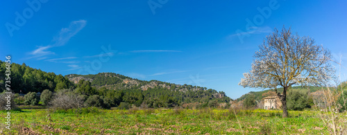 Springtime Splendor in a Rural Majorcan Landscape with Blossomin