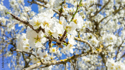 Close-Up of Almond Blossoms Unveiling Spring's Arrival Under the