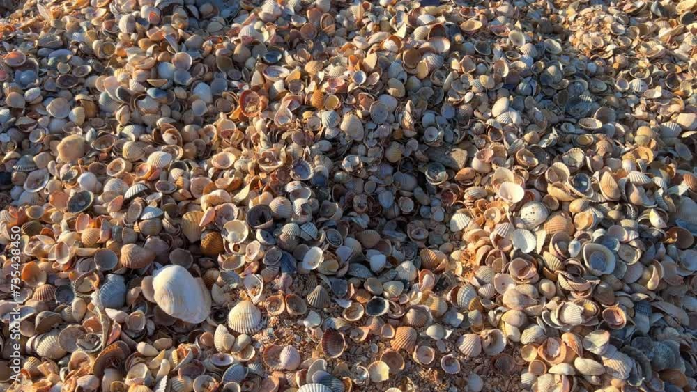 Sunset on the beach in Golubitskaya. Shell beach. Seashells are gifts of the sea. The shell coast of the Sea of Azov. The amazing light of nature. The background of the natural environment. 4K Sunset on the beach in Golubitskaya. Shell beach. Seashells are gifts of the sea. The shell coast of the Sea of Azov. The amazing light of nature. The background of the natural environment. 4K