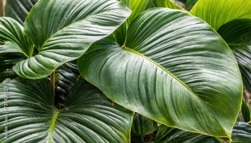 Macro tropical leaf