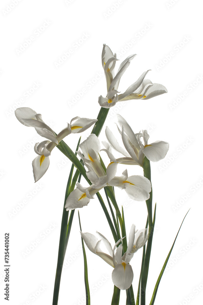 White irises on a white isolated background White irises on a white isolated background