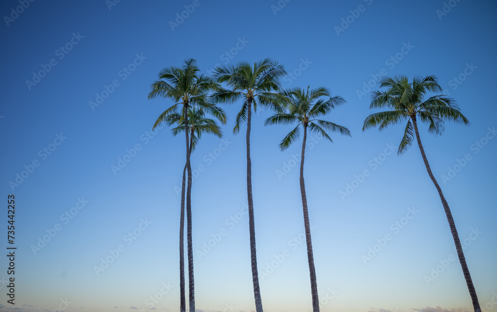 Palm Trees Above Waikiki, Hawaii. Palm Trees Above Waikiki, Hawaii.