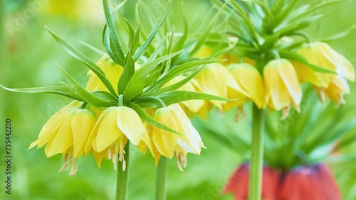 Fritillaria imperialis (crown imperial, imperial fritillary or Kaiser's crown) is a species of flowering plant in the lily family, native to wide stretch from Kurdistan to Himalayan foothills. photo