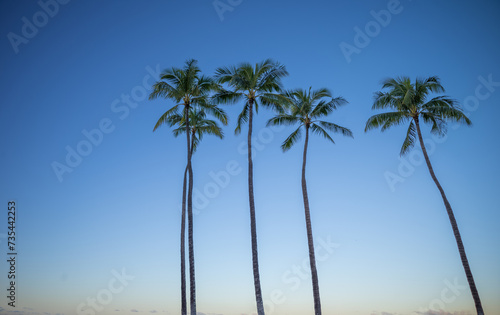 Palm Trees Above Waikiki, Hawaii. 