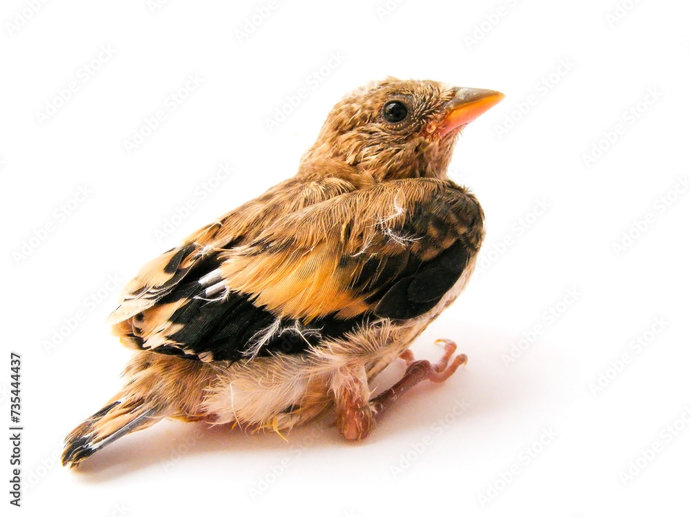 Fototapeta premium chick isolated on white background 