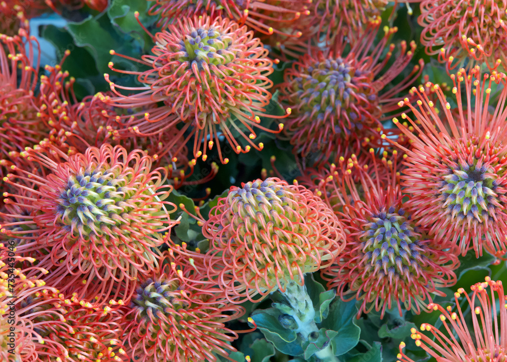 Pin cushion protea flower buds preparing to bloom, close up with leaves and other flowers in background. Pin cushion protea flower buds preparing to bloom, close up with leaves and other flowers in background.