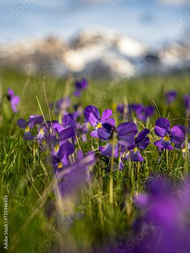 Alpine flowers on the mountain