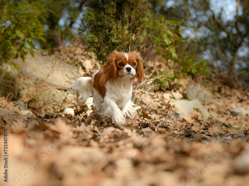 Portrait de chien de race cavalier king charles 