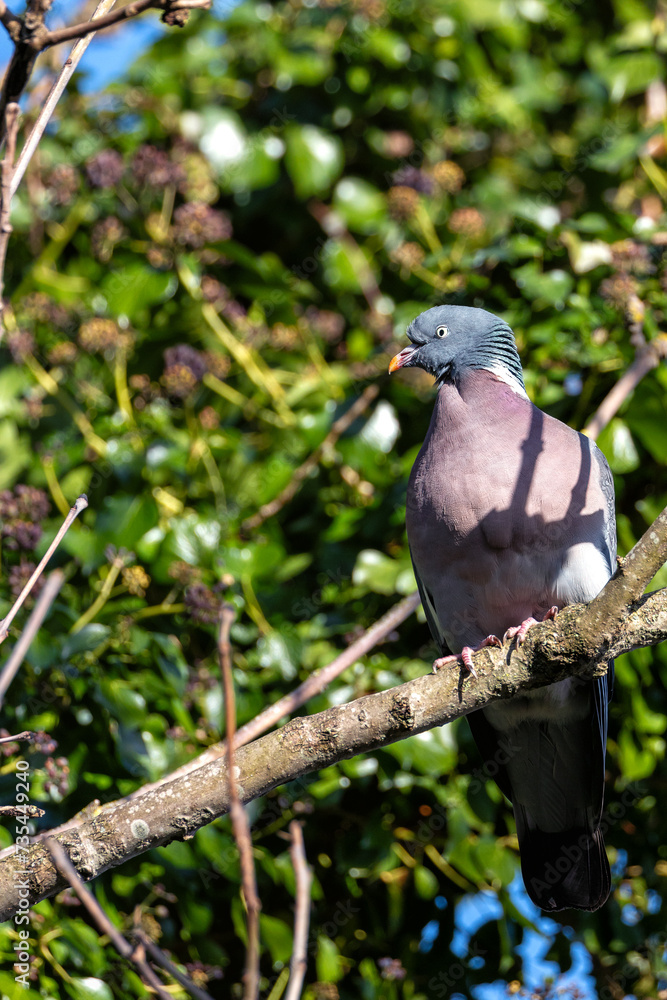 Common Wood Pigeon (Columba palumbus) in Madrid Common Wood Pigeon (Columba palumbus) in Madrid