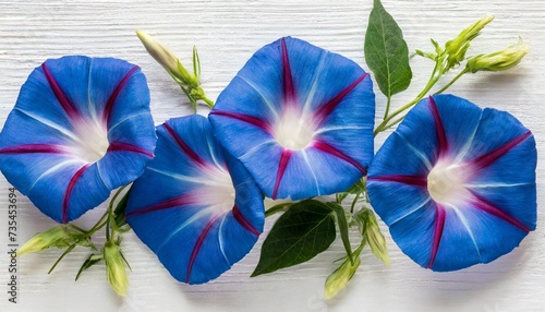 blue flowers ipomoea bindweed moonflower morning glories on a white background top view flat lay photo
