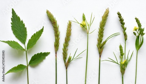 few stalks leaves and inflorescences of meadow grass at various angles on white background photo