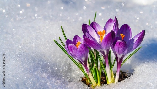 crocuses blooming purple flowers making their way from under the snow in early spring closeup with space for text © Pauline