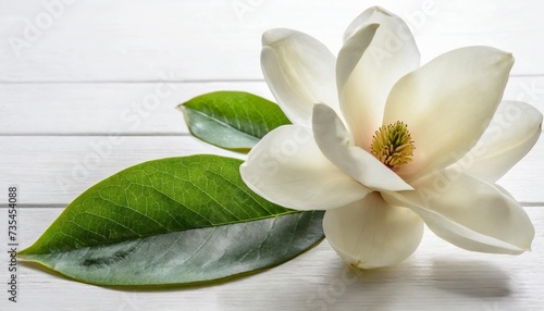 bloomimg white magnolia flower isolated on white background