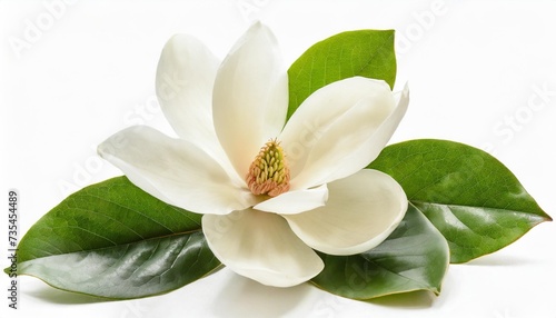 bloomimg white magnolia flower isolated on white background