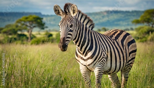 zebra standing in grass on safari watching curiously