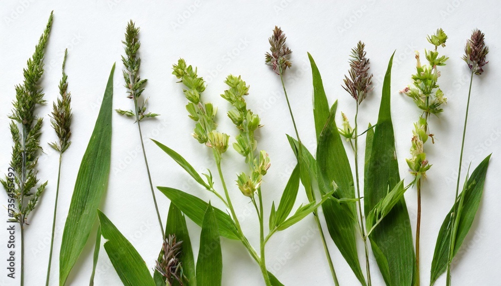 few stalks leaves and inflorescences of meadow grass at various angles on white background - obrazy, fototapety, plakaty 