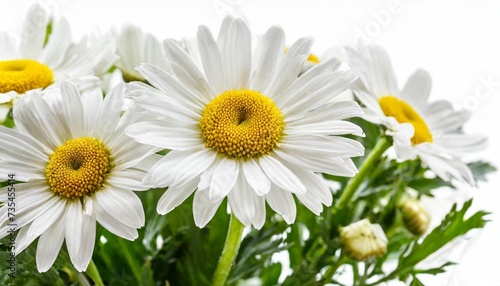 lovely daisy marguerite isolated on white background