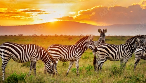 zebras in the african savanna at sunset serengeti national park tanzania africa