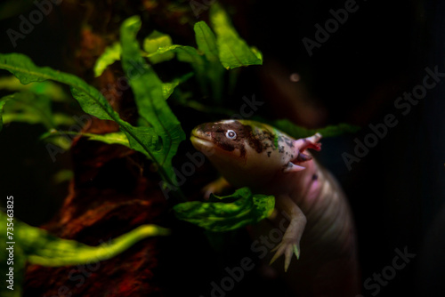 axolotl salamander dig in sand bottom at front glass, funny freshwater domesticated amphibian,endemic of Valley of Mexico, tender coldwater species, low light mood, blurred background, pet shop sale