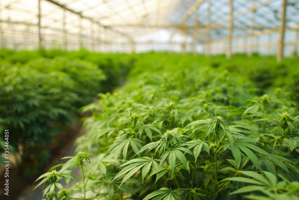 Inside of large greenhouse filled with lush green marijuana plants, grown under controlled conditions