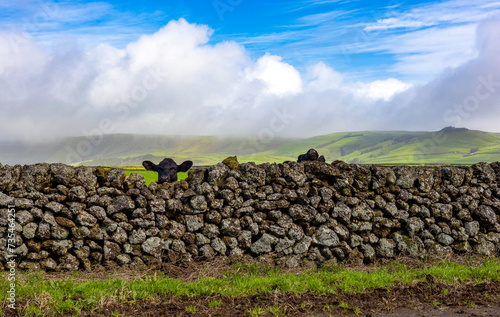 Vacas a espreitar por cima do muro nos Açores 