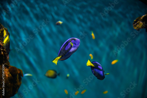 Paracanthurus hepatus blue fish swimming peacefully in water in an aquarium. Corals and anemone around the fish.