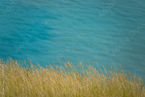CLOSE UP, DOF: Detailed view of a waving grass on a cliff high above blue ocean