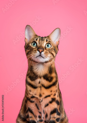 Advertising portrait, vertical banner of bengal cat looks straight, isolated on pink background