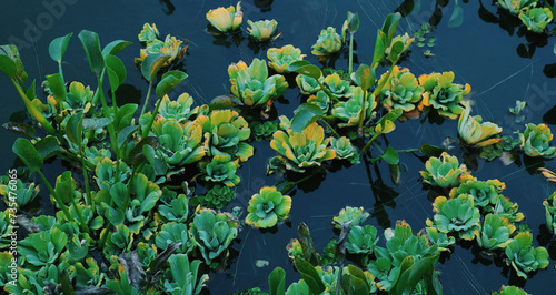 plants on a pond