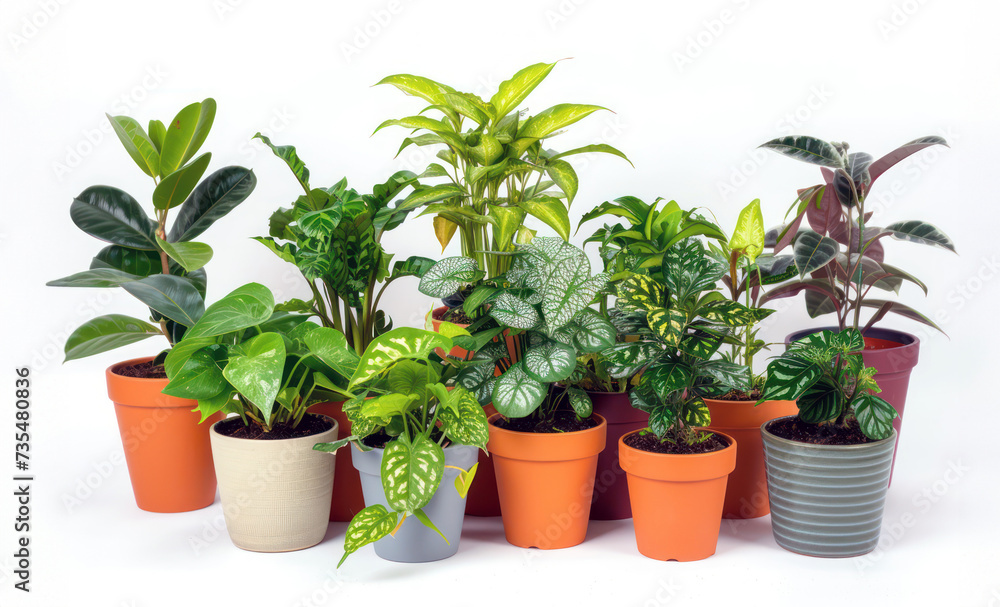 Fresh indoor potted plant collection for eco-friendly home decor and air purification Fresh indoor potted plant collection for eco-friendly home decor and air purification