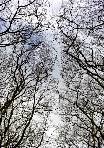 Bosque, ramos sem folhas no inverno photo