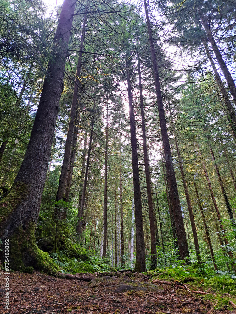 Fototapeta premium Colorful daylight Forest scene near Bad Teinach Zavelstein Germany