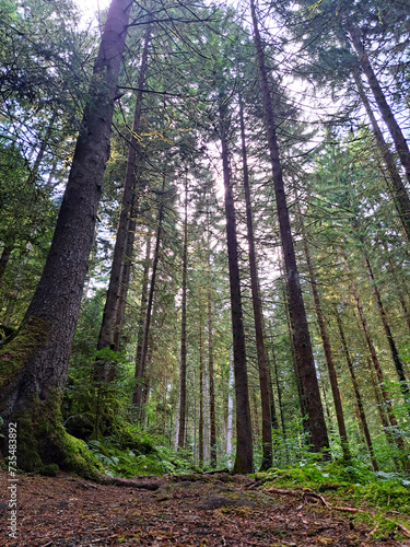 Colorful daylight Forest scene near Bad Teinach Zavelstein Germany