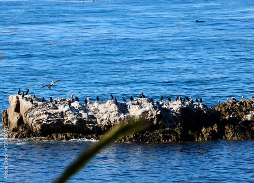 Migrating wildlife off the Southern California coast