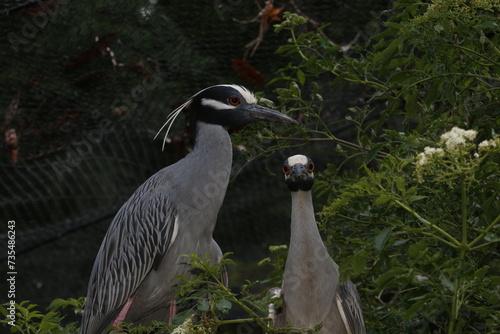 Yellow-crowned night herons, Nyctanassa violacea, in breeding plumage on nest. photo