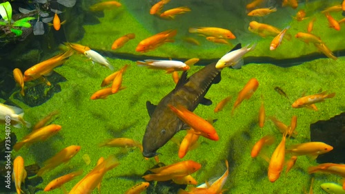oxydoras niger swimming with cichlids in an aquarium photo
