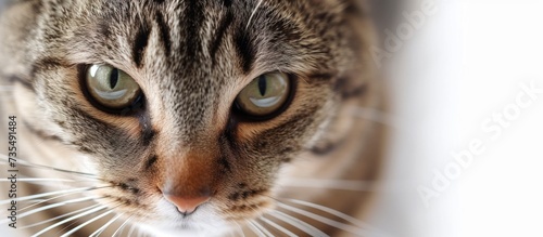 Mesmerizing close-up portrait of a beautiful domestic cat with striking green eyes engaging directly with the camera