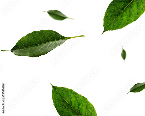 green leaves isolated rendering