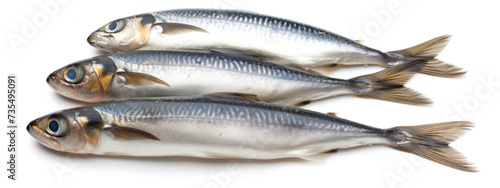 A group of fresh herrings isolated on a white background. This image features raw fish, seafood, marine life, and healthy nutrition