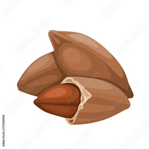 Vector illustration, pili nuts, scientific name Canarium ovatum, isolated on white background. photo